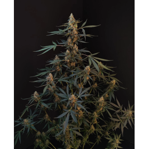 Northen Lights Auto
