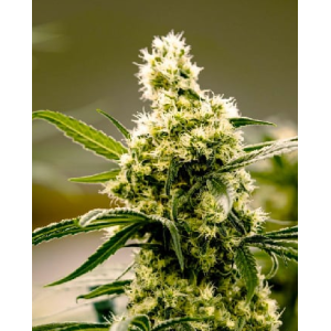 StrawBerry Haze Auto