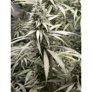 Critical + Feminizada