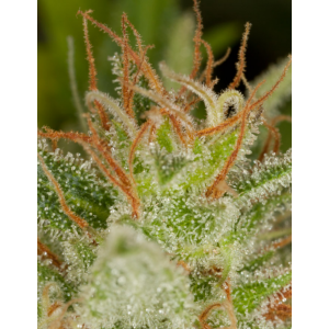 Critical + Feminizada