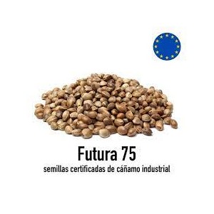 Futura 75 CBD