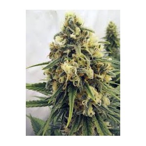 Green Poison F1 Fast Version